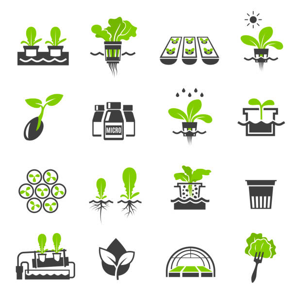 sammlung von flachen ikonen - hydroponische gartensysteme - hydroponics vegetable lettuce greenhouse stock-grafiken, -clipart, -cartoons und -symbole