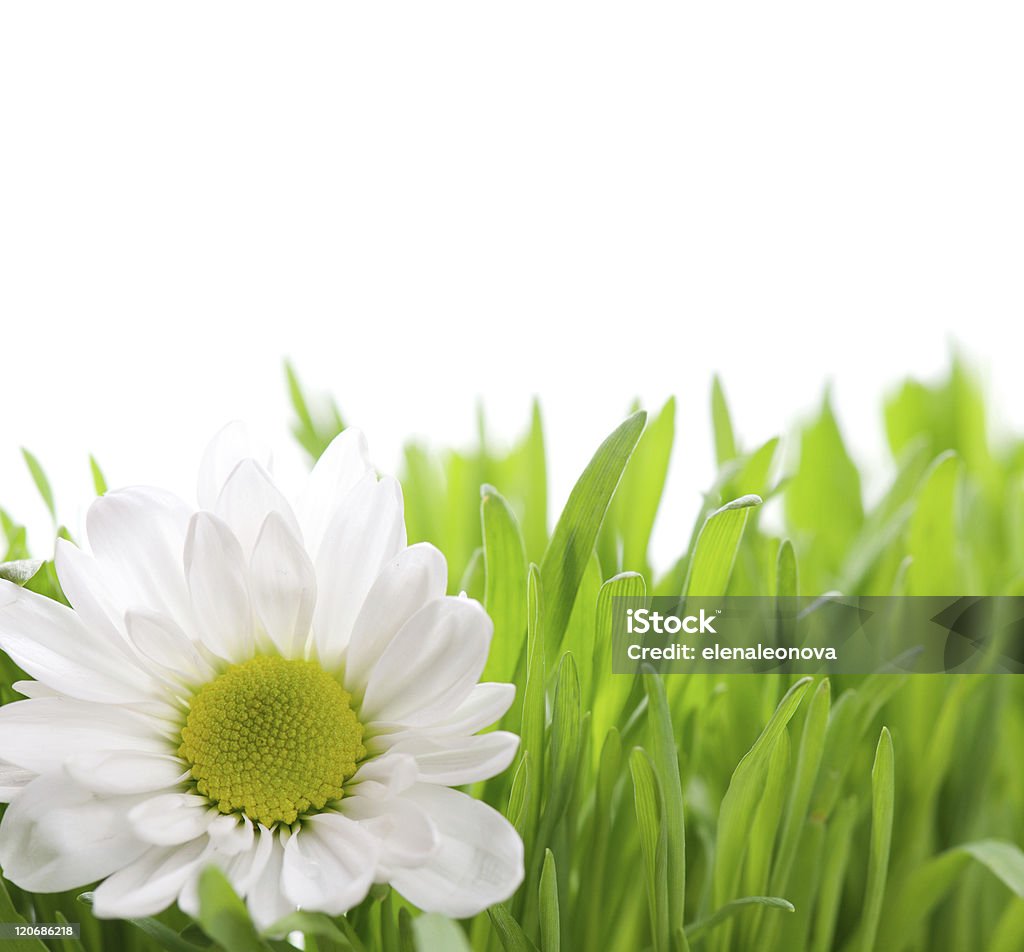 margherita bianca - Foto stock royalty-free di Bellezza naturale