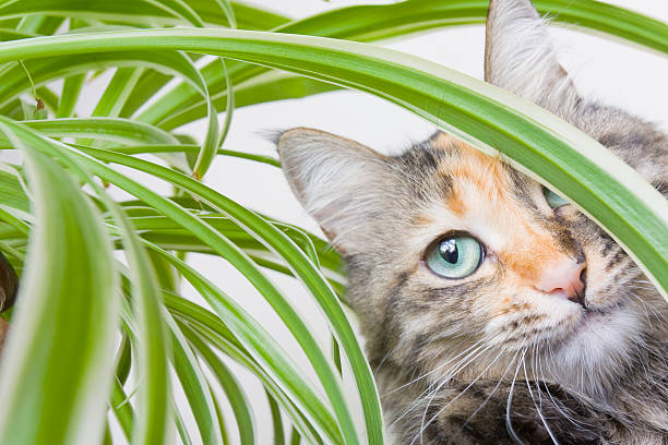 Close up of cats face looking through house plant Pretty cat sitting amongst the leaves of a houseplant spider plant photos stock pictures, royalty-free photos & images