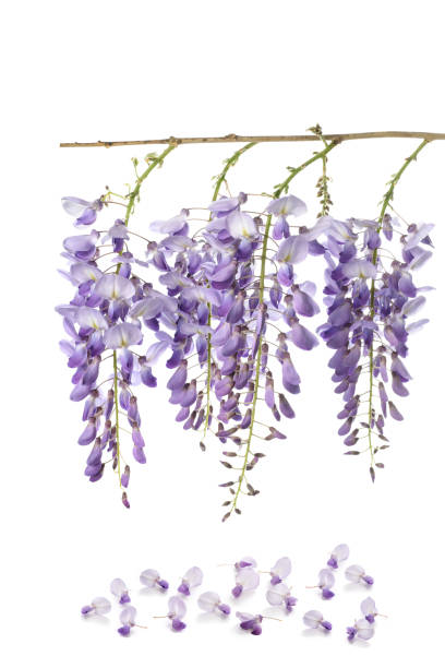 istock Wisteria flowers 1206863267