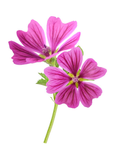 istock Mallow plant with flowers 1206864140