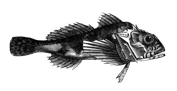 istock Antique animal illustration: longspined bullhead (Taurulus bubalis) 1206865093