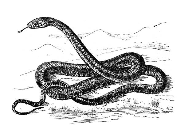 starożytna ilustracja zwierząt: wąż trawiasty (natrix natrix) - water snake stock illustrations