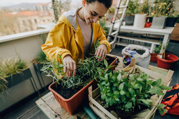 istock Landscaping my balcony garden 1206865518
