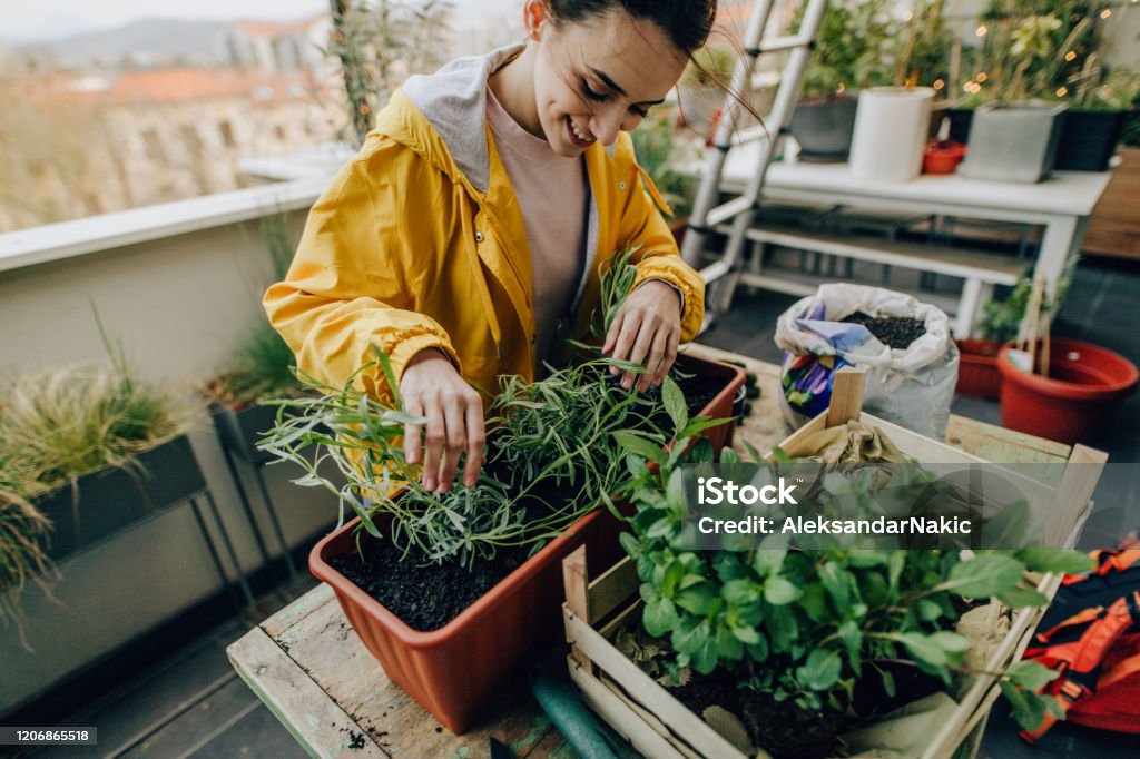 Landscaping my balcony garden Photo of a young woman rearranging plants in her rooftop garden 20-29 Years Stock Photo