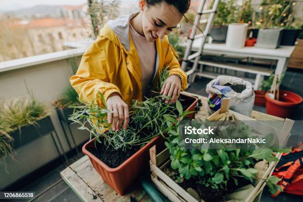 Landscaping My Balcony Garden Stock Photo - Download Image Now - 20-29 Years, Active Lifestyle, Adult