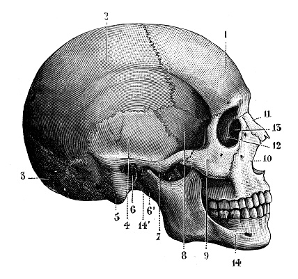 Antique animal illustration: Human skull