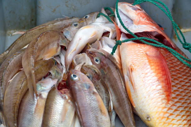 istock Fish at the fish market 1206867925