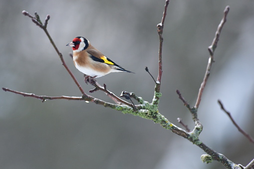 The European goldfinch sitting on the tree branch in cloudy winter snow