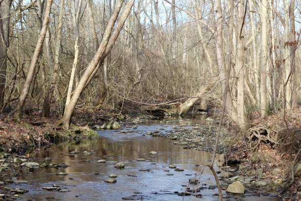 istock Creek in the Winter Forest 1206869019