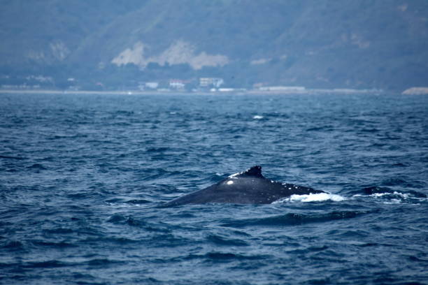 istock Dorsal fin of a humpback whale 1206869028