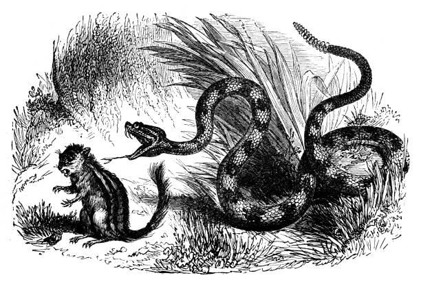 ilustrações de stock, clip art, desenhos animados e ícones de antique animal illustration: rattlesnake (crotalus atrox) - cobra engraving antique retro revival