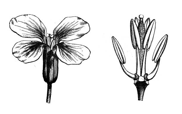 Antique botany illustration: Erysimum cheiri, Cheiranthus cheiri, wallflower Antique botany illustration: Erysimum cheiri, Cheiranthus cheiri, wallflower erysimum stock illustrations