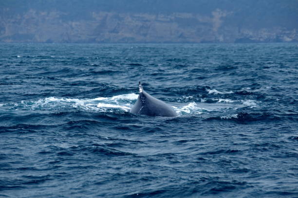 istock Dorsal fin of a humpback whale 1206870235