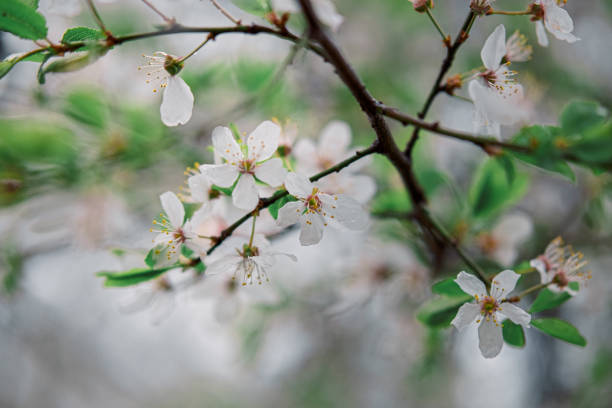istock tender blooming in spring, young leaves, warming on a sunny day. beautiful young apricot flower on a green branch in the garden, close-up 1206872018