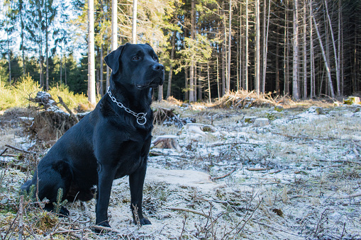 A Labrador retriever in shady woods. Wearing a Rottweiler type chain.