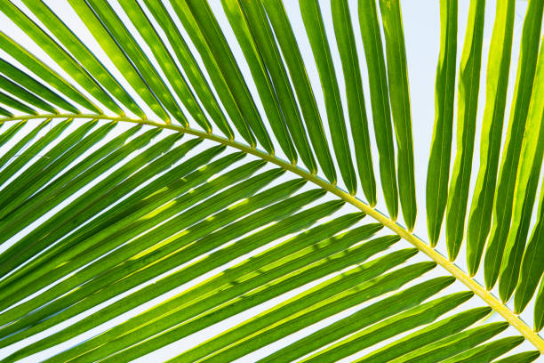 istock Beautiful green nature coconut leaf on sunlight 1206872881