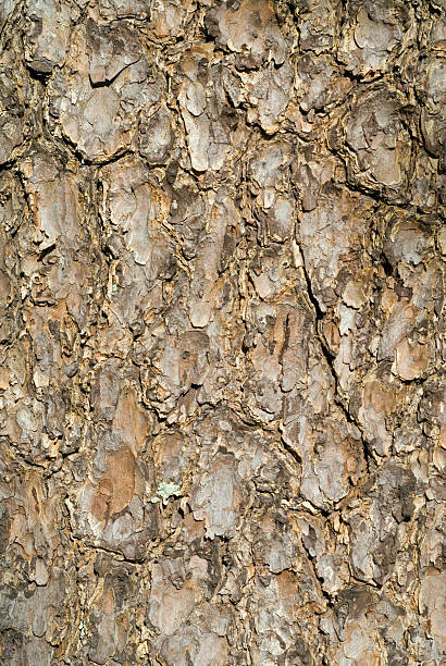 casca de árvore de pinho - cedrine imagens e fotografias de stock