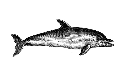 Antique animal illustration: Dolphin