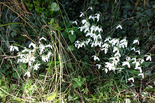 Snowdrops nettles and ivy by the roadside