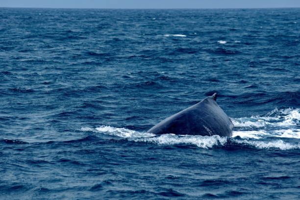 istock Dorsal fin of a humpback whale 1206874713