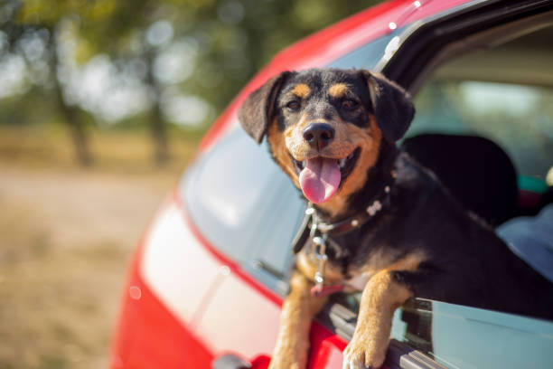 istock Happy dog has her head out a car window 1206874910
