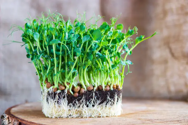 Young vegetable pea sprouts, micro greens on a cross-section of a tree. Organic, vegan healthy food concept. Selective focus with copy space.