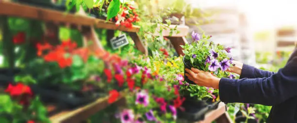 Photo of woman pick petunia flower pot from shelf at garden plant nursery store. copy space