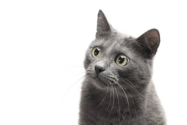 istock close-up of a grey cat with funny expression 120687721