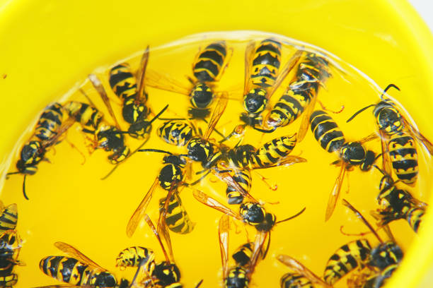 istock Dead wasps in a yellow glass close-up 1206877898