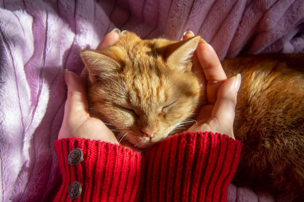 istock my favorite red cat on the bed 1206882287