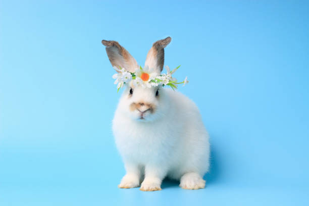istock Happy white bunny rabbit wearing diasy flower crown on blue background. Celebrate Easter holiday and spring coming concept. 1206883728