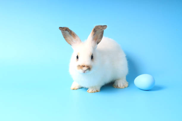 istock Happy white bunny rabbit with blue painted Easter egg on blue background. celebrate Easter holiday and spring coming concept. 1206883755