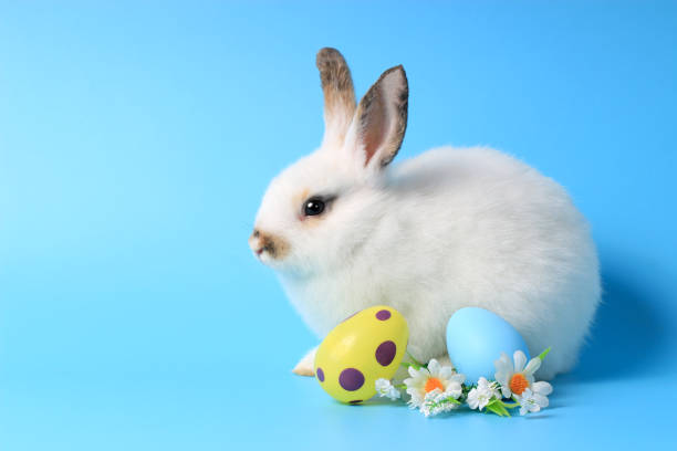 istock Happy white bunny rabbit with painted Easter egg and daisy flower on blue background. celebrate Easter holiday and spring coming concept. 1206883767