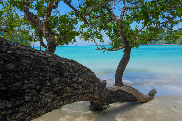 istock Surin Islands of Thailand. 1206884476