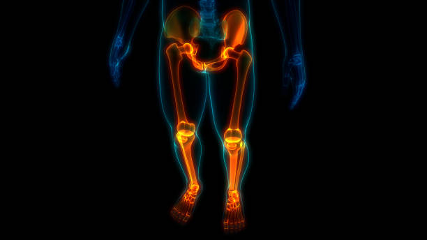 human skeleton system upper limbs bone joints anatomy - human upper body xray imagens e fotografias de stock