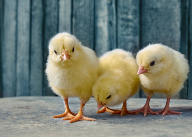 Little yellow cute baby chicks.