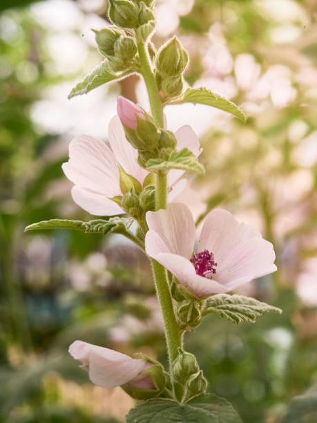 lecznicze zioło bagna malwa. - marsh mallow plant zdjęcia i obrazy z banku zdjęć