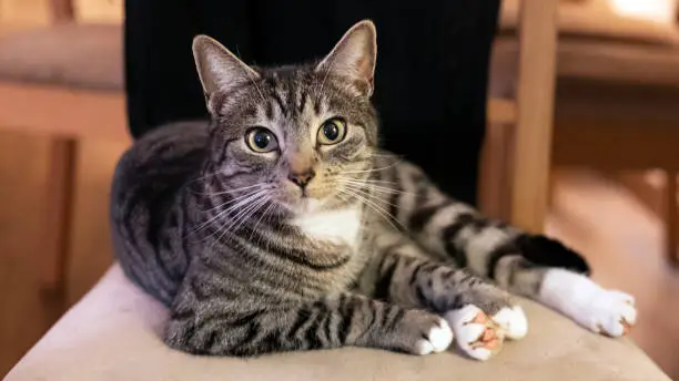 Domestic cat looking straight to the camera and sitting on a chair in a calm, relaxed position; adorable, young short-hair Mackerel tabby feline pet in the home environment chilling on favorite chair.