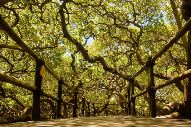 le plus grand arbre de noix de cajou dans le monde - park tree landscape botany photos et images de collection