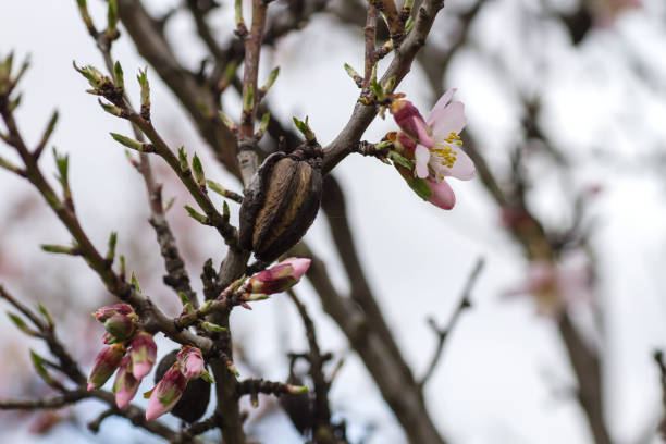 istock Almond fruits and flowers 1206888374