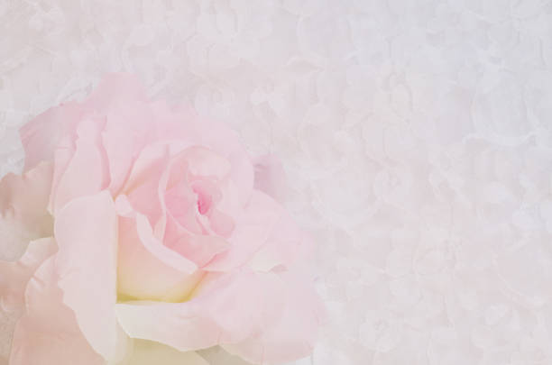 istock soft focus of sweet color artificial rose over white lace 1206890952