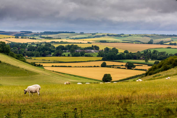 Wiltshire countryside View of fields in Wiltshire countryside in England, UK wiltshire stock pictures, royalty-free photos & images