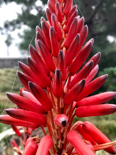 istock Red Hot Poker Plant 1206891131