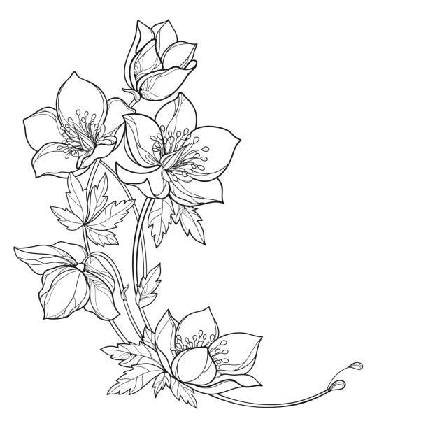 illustrazioni stock, clip art, cartoni animati e icone di tendenza di bouquet vettoriale dietro l'angolo con contorno hellebore o helleborus o rosa d'inverno, bocciolo e foglia in nero isolato su sfondo bianco. - circle nature botany bud