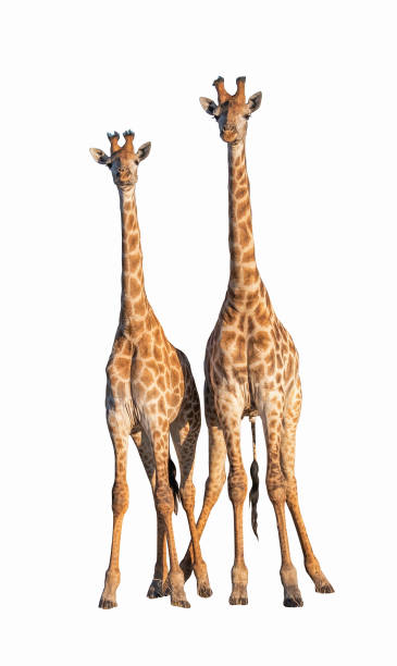 クリッピングパースと白で隔離されたカップルキリン - giraffe south africa zoo animal ストックフォトと画像