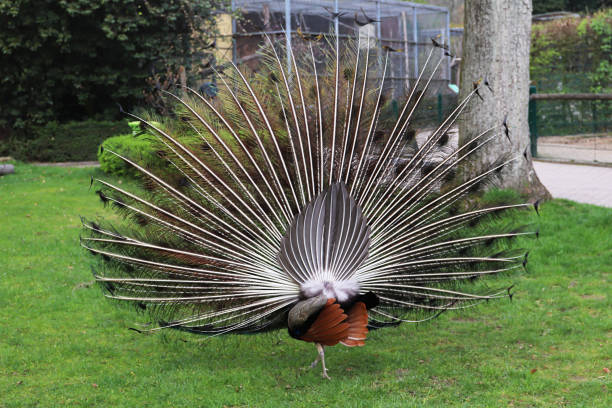 A rear view of a Peacock presenting a full display of feathers.