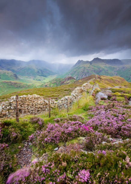 Heather, rain storm and the Langdale Pikes, English Lake District Bright purple heather in flower on Lingmoor fell as a rain storm approaches over the Langdale Pikes and Crinkle Crag mountains above Great Langdale in the English Lake District in late summer. langdale pikes stock pictures, royalty-free photos & images