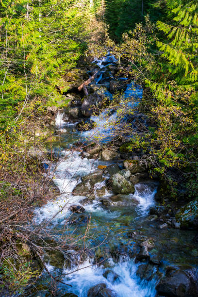 rivière flottante dans la forêt nationale de mount baker - north cascades national park cascade range mt baker waterfall photos et images de collection