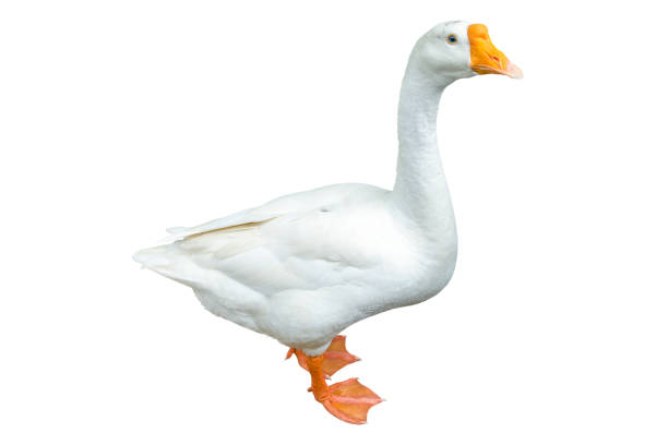 istock White goose isolated on white background. File contains with clipping path so easy to work. 1206893781